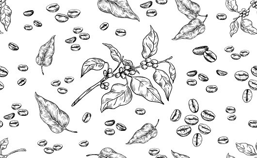 Coffee pattern. Hand drawn seamless texture of Arabica beans. Natural tree branch and leaves. Roasted aroma seeds. Black and white organic ingredient for preparation espresso drink. Vector background