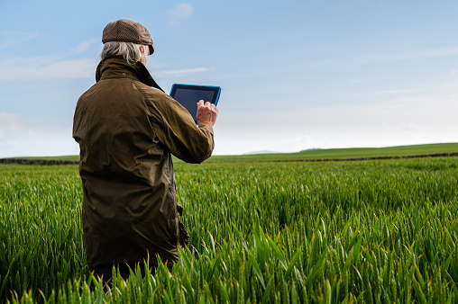 A senior man standing in a field using a digital tablet in south west Scotland