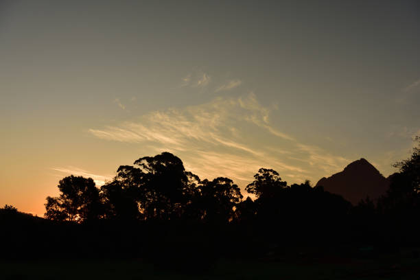 istock Small fleece clouds floating past while the sun creates beautiful silhouettes from huge eucalyptus trees 1323880636