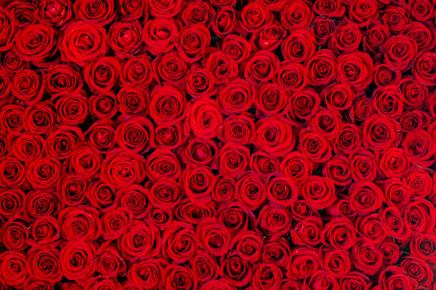 Red roses arrangement. stock photo