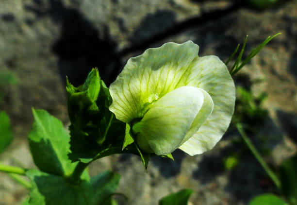 Green peas flower in nature