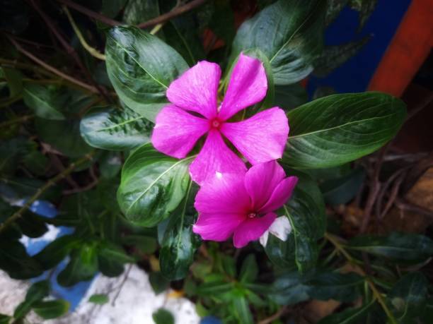catharanthus roseus don - catharanthus photos et images de collection