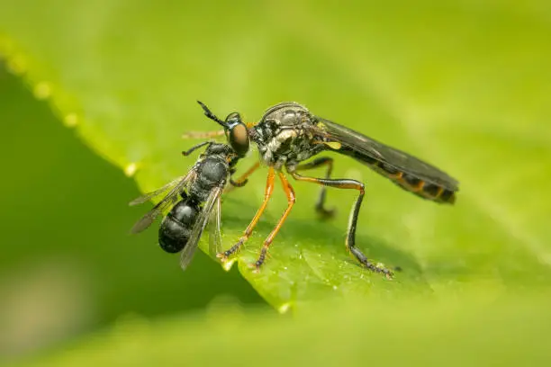 Robber fly feeding on its prey with blurred green background and copy space