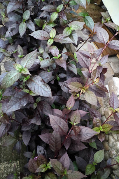 istock plant with dark red leaves photo 1323881644