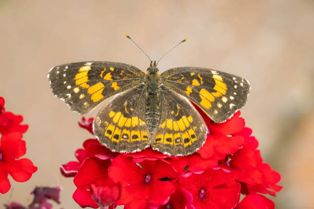istock Silvery checkerspot butterfly perched on some red flowers with blurred background 1323881660