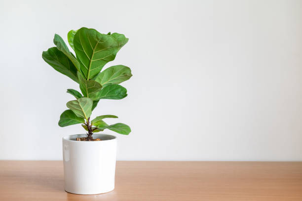 Fiddle-Leaf Fig Tree in white pot on wooden table Fiddle-Leaf Fig Tree in white pot on wooden table fig tree stock pictures, royalty-free photos & images