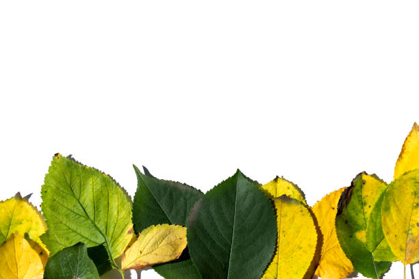 istock Colorful multicolored autumn leaves isolated on white background 1323883195