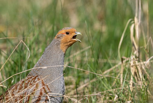 The two red-legged partridges foraging in the dirt.