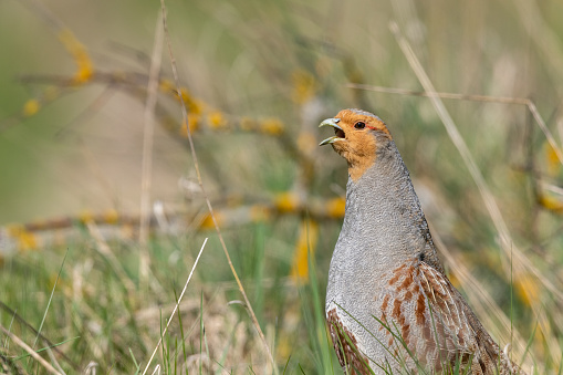 Portrait of a male grey partridge