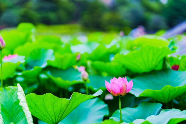 nature