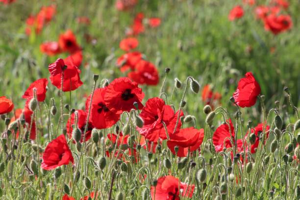 istock Bright red poppies in a huge field 1323885765