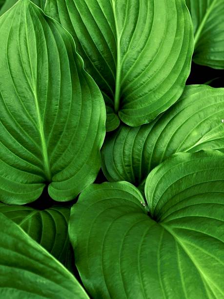 beautiful background with green leaves of hosta in the shade - 4722 imagens e fotografias de stock