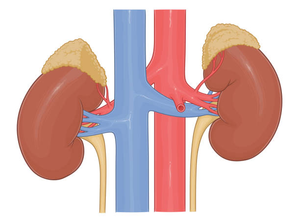 ilustrações de stock, clip art, desenhos animados e ícones de kidney anatomy medical illustration - suprarenal gland