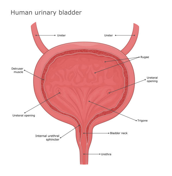 Bladder Pnet 270+ Bladder Diagram Drawings Stock Illustrations, Royalty-Free Vector ...
