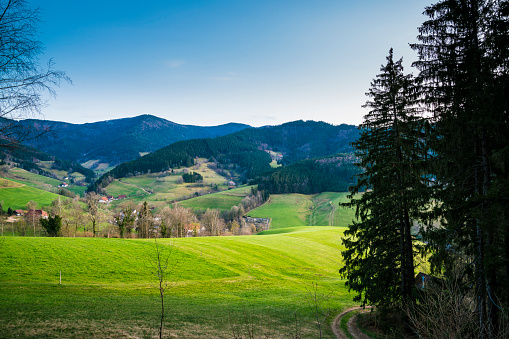 Germany, Edge of the forest view above green meadows and mountains of schwarzwald nature landscape at sunset in springtime