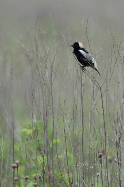 Bobolink on Grass Stalk A bobolink sitting on a dried grass stalk in an open field. bobolink stock pictures, royalty-free photos & images