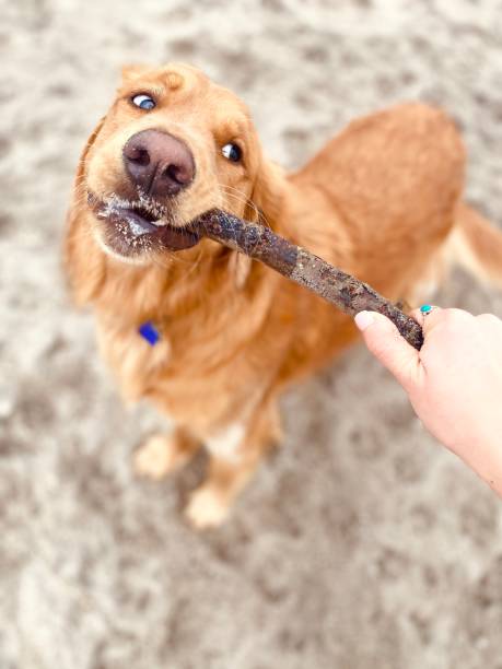istock Happy golden retriever 1323887734