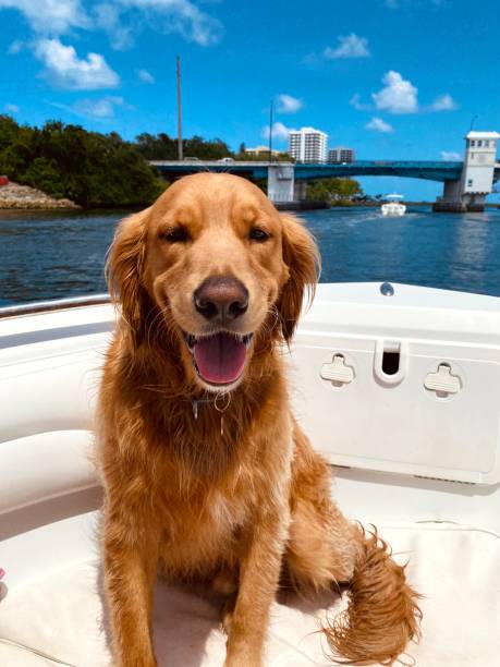 istock Happy golden retriever 1323887820