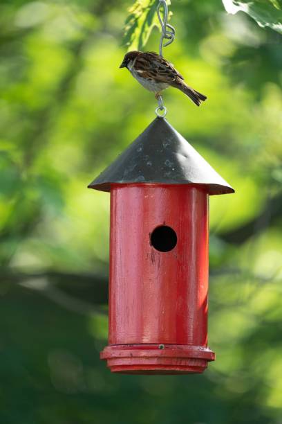 istock Sparrow and Red Bird House 1323888617