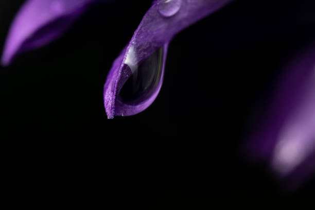 I took the photo of the flower in my garden in the early morning, after I noticed the drop on the petal