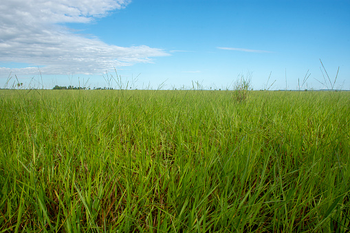 Grass meadow background near Hellesylt in Norway.