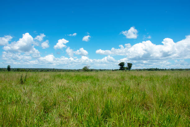 istock Pasture for cattle on a farm in Mato Grosso do Sul 1323888953