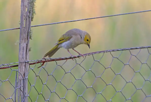 White-plumed Honeyeater (Ptilotula penicillata) adult perched on wire fence looking down"n"nsouth-east Queensland, Australia        January