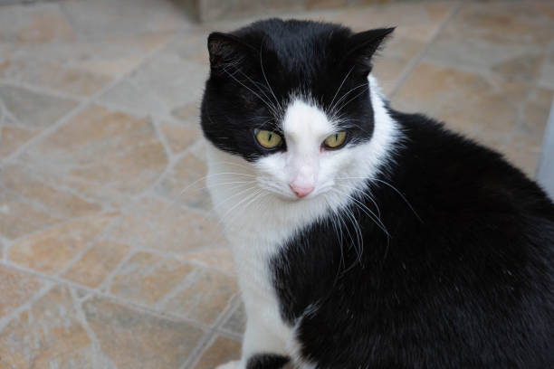 istock black and white cat sitting and looking to the side, close-up 1323889986