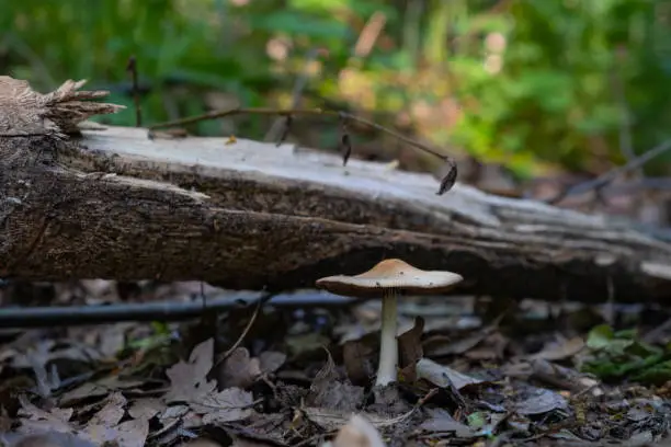 a poisonous mushroom growing on the road in the forest, close-up