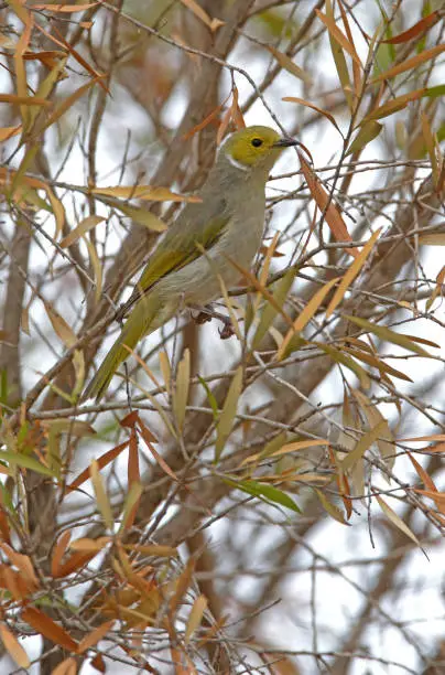 White-plumed Honeyeater (Ptilotula penicillata) adult perched in tree"n"nsouth-east Queensland, Australia        January