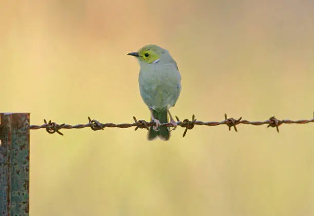White-plumed Honeyeater (Ptilotula penicillata) adult perched on barbed-wire fence "n"nsouth-east Queensland, Australia        January