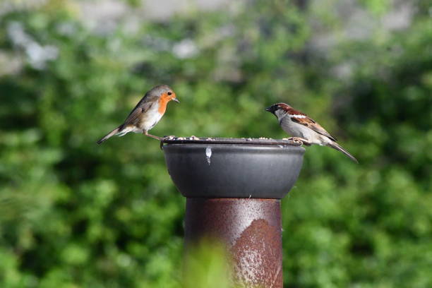 istock A robin red breast and a sparrow feeding together 1323891625