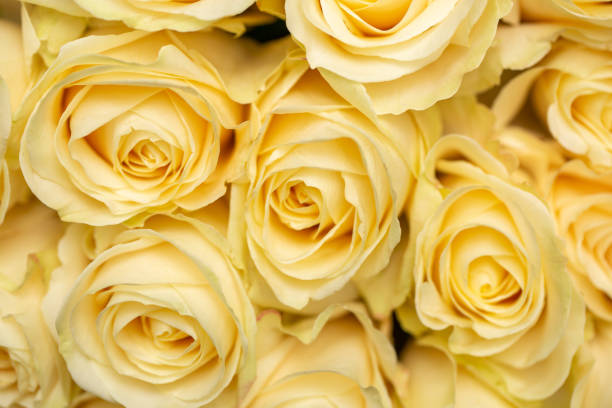 istock Beautiful fresh roses for special occasion 1323892492