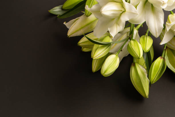 istock White beautiful and fresh lily flowers on grey background 1323892927