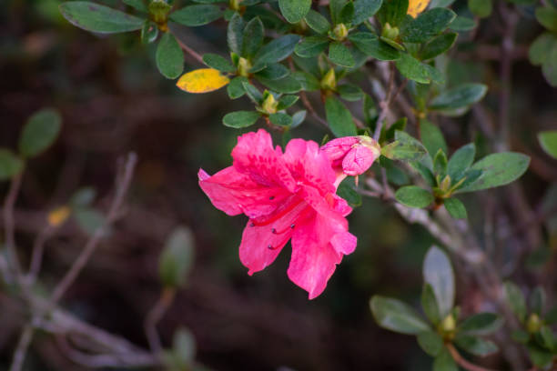 rosa und rote azalea blume, in einem florida garden - azalea magenta flower red stock-fotos und bilder