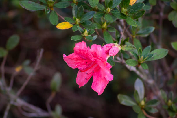 flor rosa e vermelha de azalea, em um jardim da flórida - azalea magenta flower red - fotografias e filmes do acervo