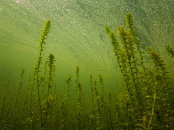 istock Canadian Elodea Waterweed Growing Underwater in a Pond, County Wicklow 1323893050