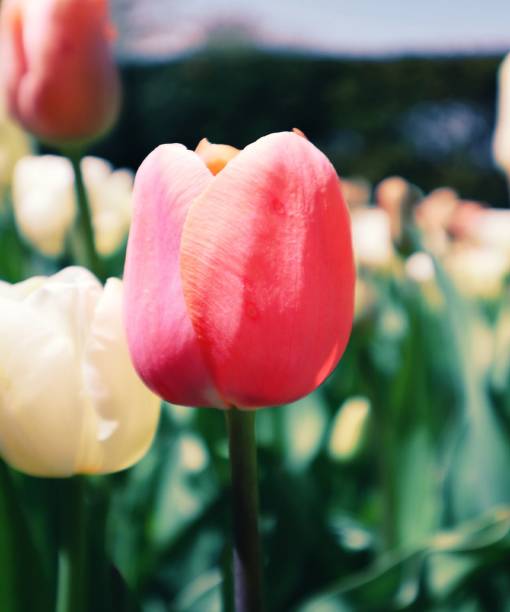 istock Pink tulip in field 1323894338