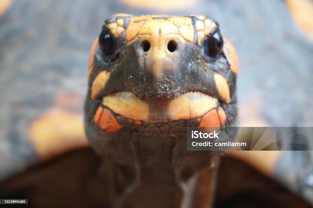 Close-up of Red Footed Tortoise ( Chelonoidis carbonarius). The species is common in Brazilian forests, from the Northeast to the Southeast. Turtle Stock Photo