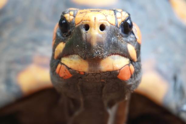 zbliżenie żółwia czerwonej stopy ( chelonoidis carbonarius). gatunek ten występuje w brazylijskich lasach, od północnego wschodu po południowy wschód. - footed zdjęcia i obrazy z banku zdjęć