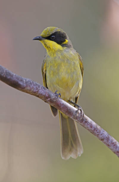 istock Yellow-tufted Honeyeater 1323895627