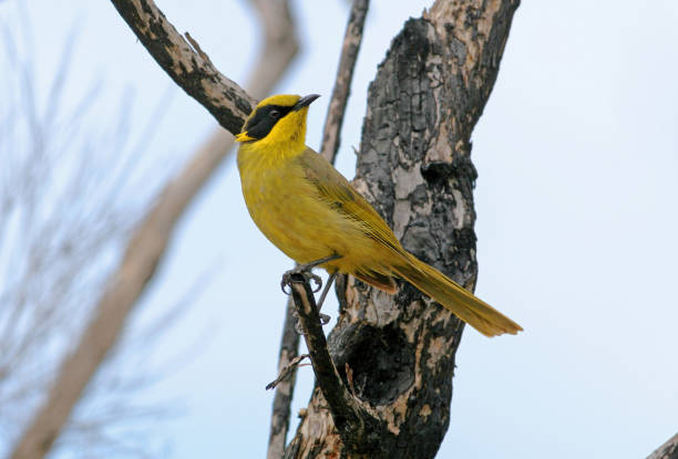 Yellow-tufted Honeyeater