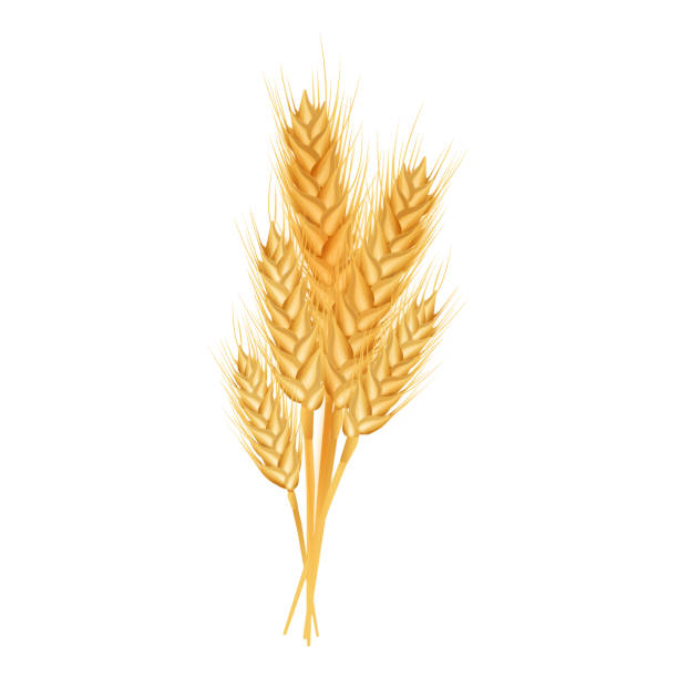 istock Set of wheat ears ripe, spikelet's and grains.  Design element for organic products, bakery, farming.Isolated on white background. Vector illustration. 1323895682