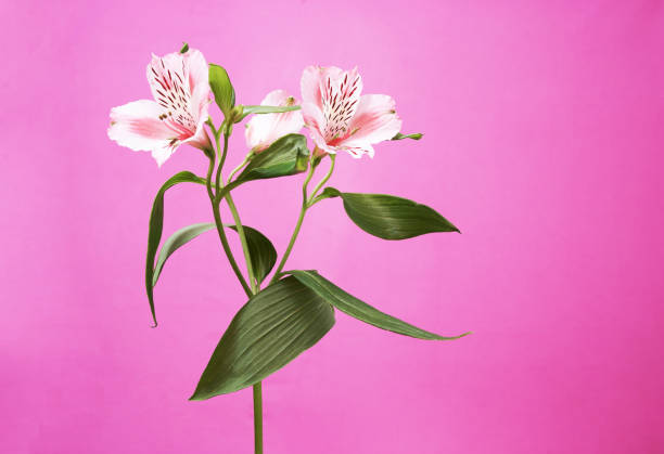 istock Alstroemeria fresh flower on a pink background, banner with copy space 1323896360