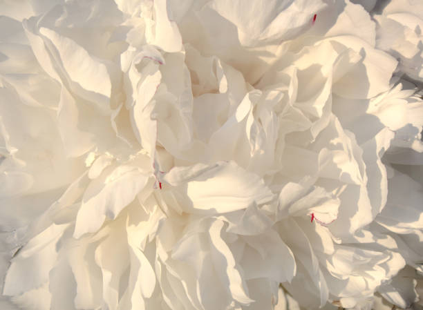 Background of white peony