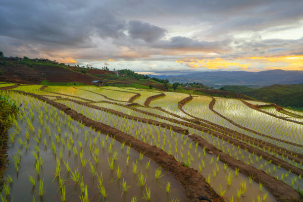 istock Paddy rice terraces with water reflection, green agricultural fields in countryside, mountain hills valley, Pabongpieng, Chiang Mai, Thailand. Nature landscape at sunset. Crops harvest. 1323897556