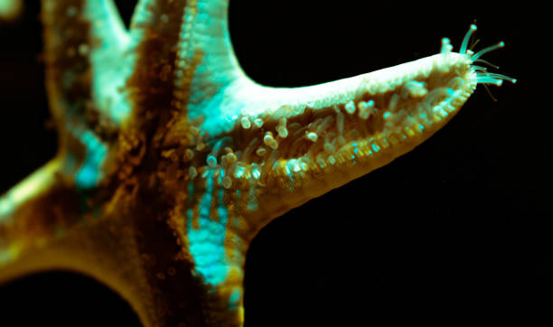 istock Starfish Tube feet 1323897689