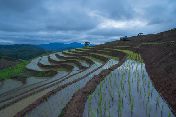 istock Paddy rice terraces with water reflection and rain storm, green agricultural fields in countryside, mountain hills valley, Pabongpieng, Chiang Mai, Thailand. Nature landscape. Crops harvest. 1323897742