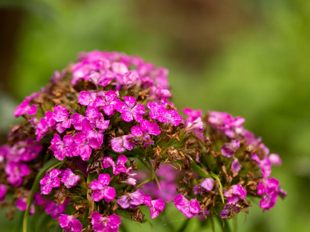 istock Bright summer flowers in early morning sunlight 1323897789