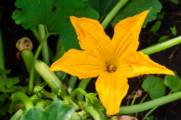 bright yellow zucchini flower. - planting growth plant gourd imagens e fotografias de stock